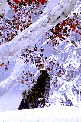 stark:He remembered their godswood; the tall sentinels armoured in their grey-green needles, the gre