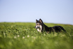 feliscanis:  Finnish lapphund by halans 