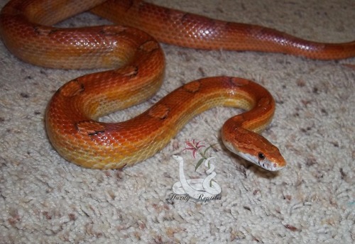 i-m-snek:   A fresh shed from the guy I’ve adult photos