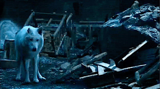 asoiafcentral: # GHOST DESERVED BETTER