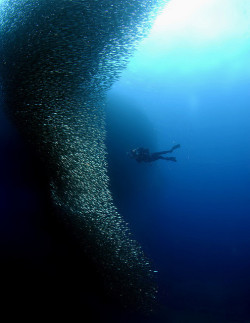 satvrn:  053_adj_DSC0905 sardines encircling