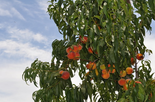 Blue skies and juicy peaches in my Bay Area garden. Have a peachy day :)