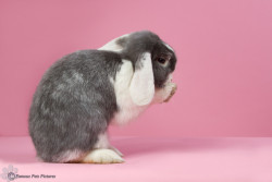 llbwwb:   For the bunny lovers:) (via 500px / Bibi ‘pretty in pink’ by Dagmar Hijmans) 