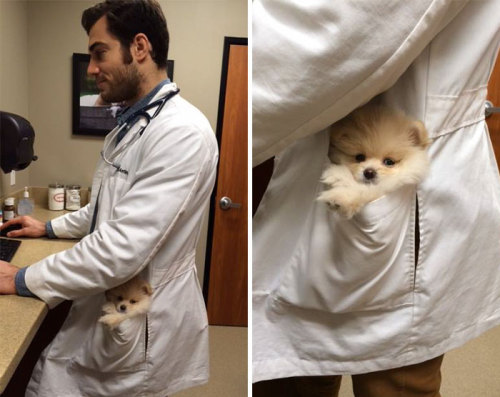 jackcrutchies:  emperorcaligulove:  boredpanda:   www.boredpanda.com/hottest-vet-pet-doctor-e