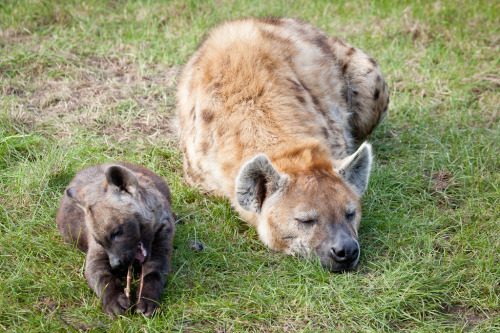 thepredatorblog:  minimato:  bonus spotted hyena (Crocuta crocuta) [x] [x] [x] [x]  