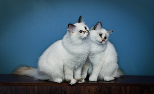 Sacred Birmans (by Anniina Kovalainen)