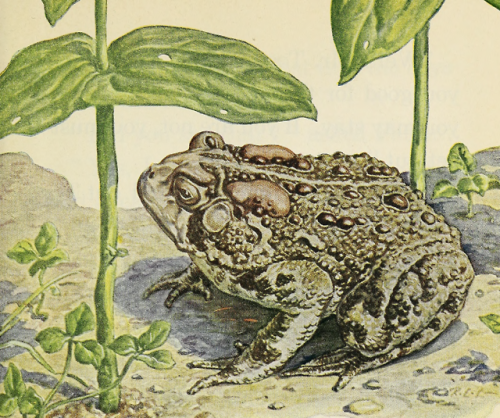 nemfrog:A toad in the garden. New Pathways in Science: We Find Out - Book 1. 1940. 