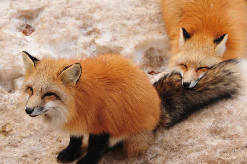 expeliamuswolfjackson: red foxes at the zao fox village in japan
