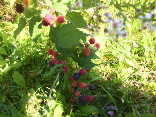 dreamliest: Wild blackberries taste like fireworks in your mouth