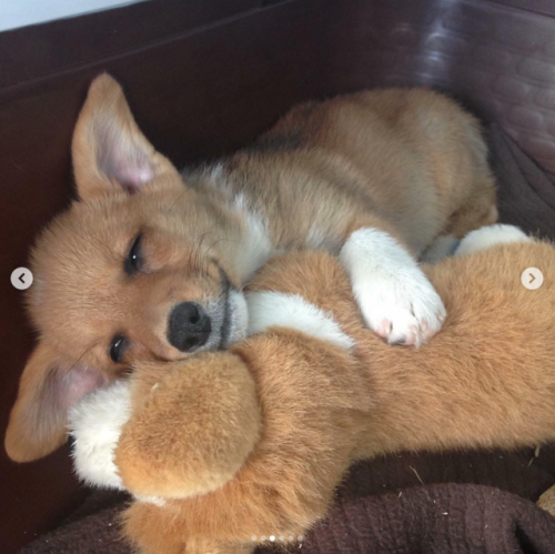 babyanimalgifs:Puppies with their stuffies!