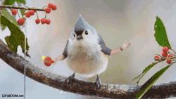 agirlnamedh0pe:  just-for-grins:  Birds With Arms Gifs    Why