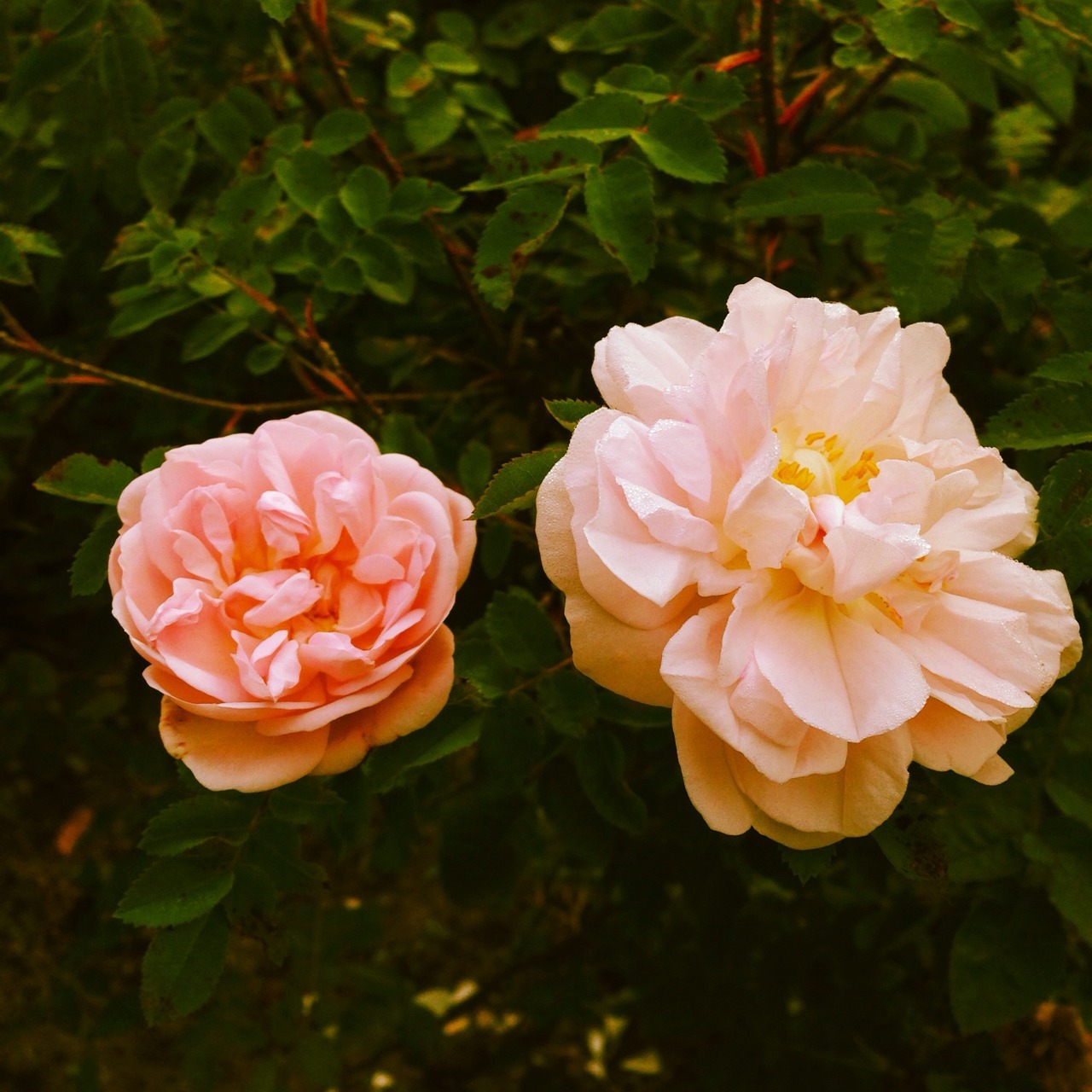 julroses:  health inspiration for myself 