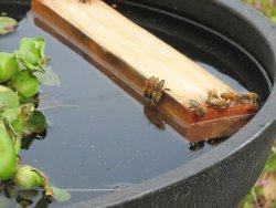 iggymogo:    via lstarlet  My bees wouldn’t stay out of my dog’s watering bowl and not only were they annoying her but they were drowning in large numbers. At first I tried using a bird bath and changed the water twice a week for my bees, but never