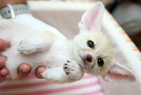 dynastylnoire:  s0ulonfire:  still crying over foxes over here  pokemon are real
