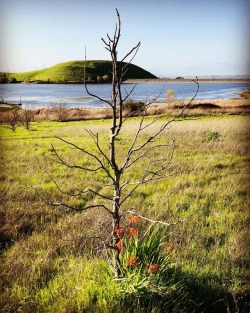 #Treeswithoutleaves #Eastcounty #Contralomaregionalpark  (At Contra Loma Reservoir)