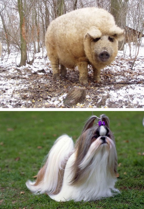 tastefullyoffensive:  Animals with Fabulous Hair [boredpanda]Previously: Animals in Complete Astonishment