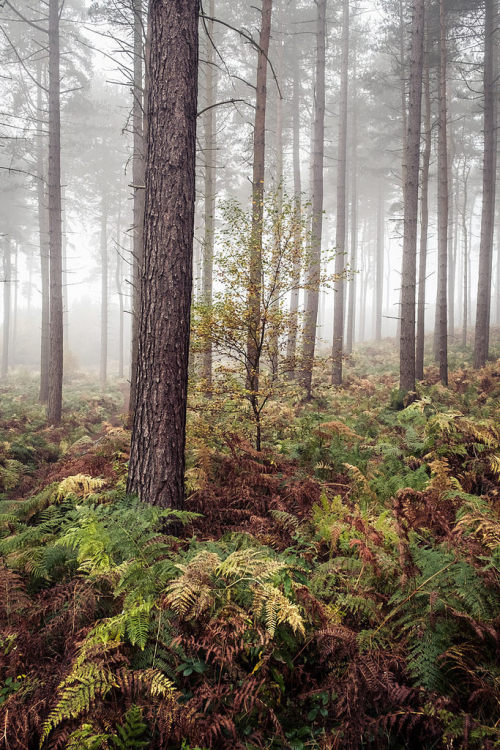 wanderthewood:  Cannock Chase, Staffordshire, England by Dave Fieldhouse