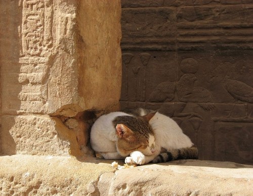 amntenofre:lovely cat sleeping in the Sanctuary of the Goddess Isis at Philae (now on the Agilkia is