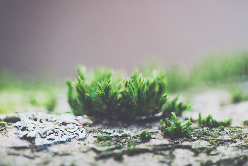 leebarguss:  Life on a Branch (by Nina Lindfors) 