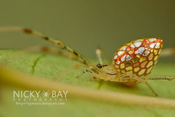 Asylum-Art:  These Spiders Look Like They’re Covered In Mirrors  This Isn’t A