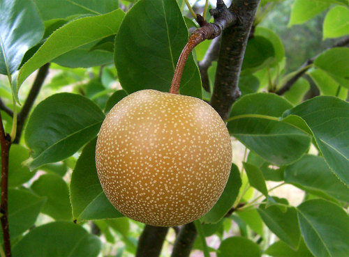 biodiverseed:Nashi Pear (Pyrus pyrifolia)Because of the conditions in my yard, I am always on the lo