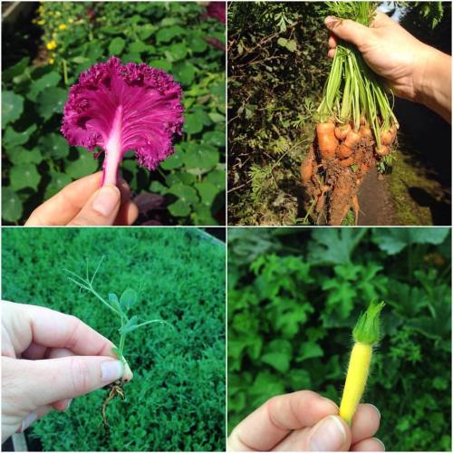 Other delights discovered today whilst walking the tunnels and fields with Sean: vibrantly purple de