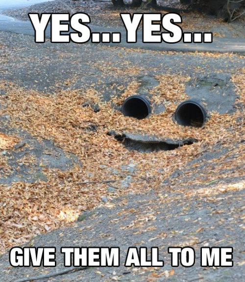 srsfunny:  The Leaf Monster Has Spokenhttp://srsfunny.tumblr.com/ 