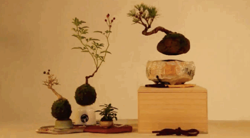 The Modern Vedic — What is a Bonsai ? How to Grow it ? How is it...