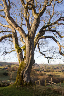 Stephenearp:the Old Ash At Buda Looking Good In The Winter Sun