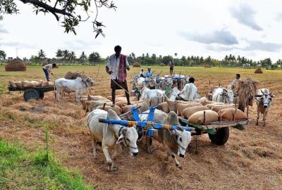 shifting to safe place ?
With the weatherman predicting more rain, farmers are in a hurry to shift paddy stocks to mills, at Mudinepalli in Krishna district.— photo: V. RAJU