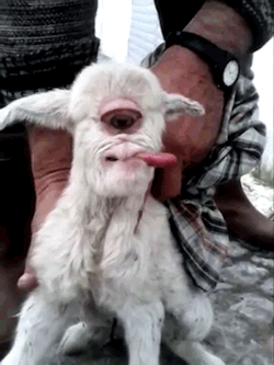 strangebiology:  Living cyclopic baby goat. Usually animals with cyclopia (or its inverse, craniofacial duplication) don’t live past birth, or very long after. This is caused by a deficit of the protein Sonic Hedgehog Homolog, which controls certain