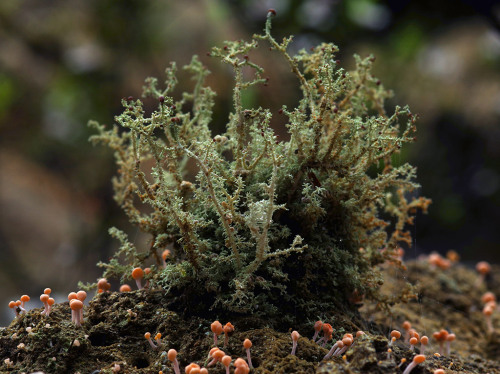 Match-head like lichen fruiting bodies. Dibaeis arcuata.
