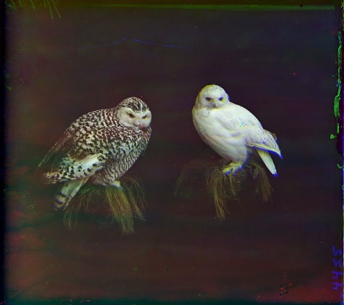 fernsandmoss:Sergeĭ Mikhaĭlovich Prokudin-Gorskiĭ, Ural owls. From the collection of N.P. Alin in Ch