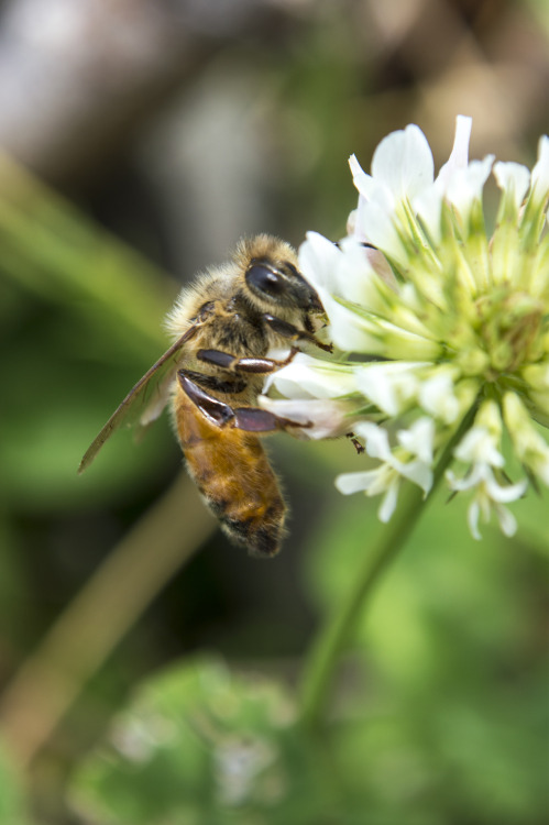 pragmaculture:Honeybee on white clover (Trifolium repens) flowers. White clover is a great perennial