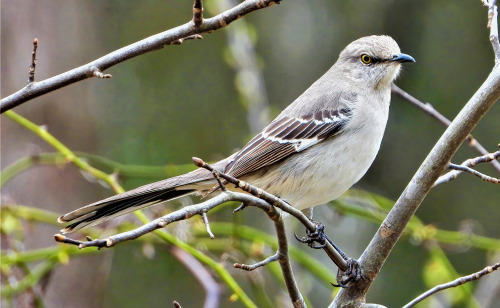 birbmania:Northern mockingbird … Trap Pond State Park, Laurel, Delaware … 3/20/22