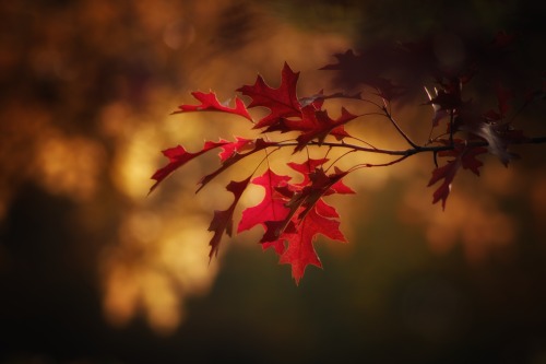 naturephotographyx:Maple leaves