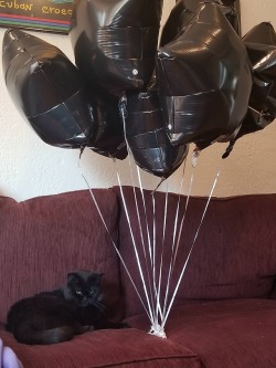 awwww-cute: Our grumpy lady just turned 19, so for her birthday, we got her her own little black cloud. (Source: http://ift.tt/2CPZ6xp)