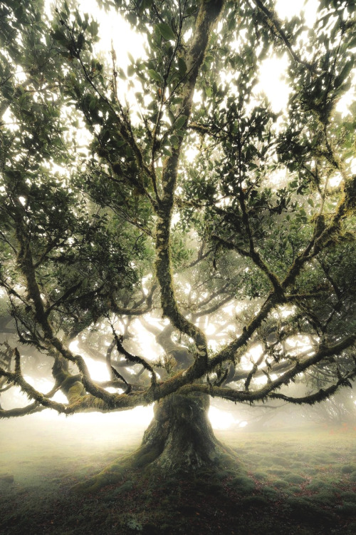 lsleofskye: One of the many otherworldly trees from Fanal forest in Madeira! | joeweaver_photog
