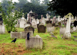 okkulten:   Brompton Cemetery, London (1999)  
