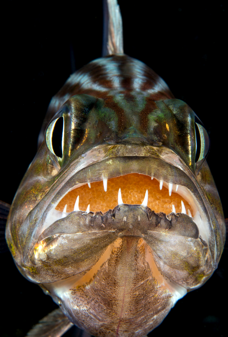thelovelyseas:  Cardinal fish with eggs by Giancarlo BROSOLO