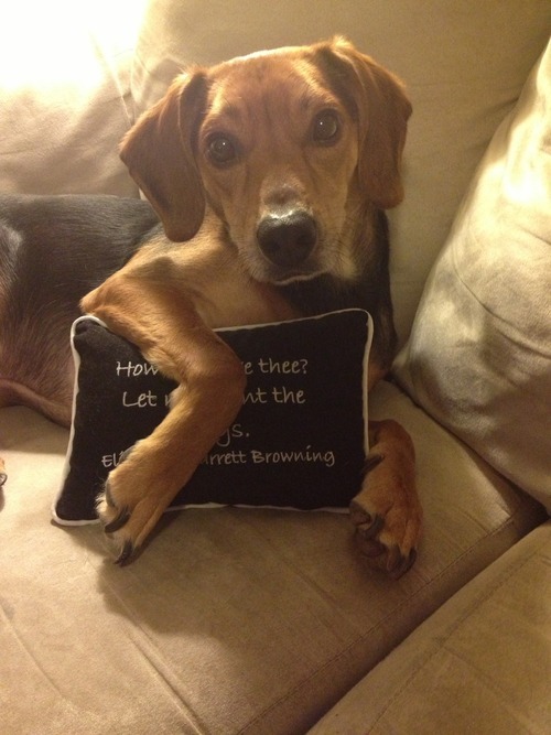 handsomedogs:In addition to being handsome, Oscar has a sensitive side. He loves to hold things.PUPP