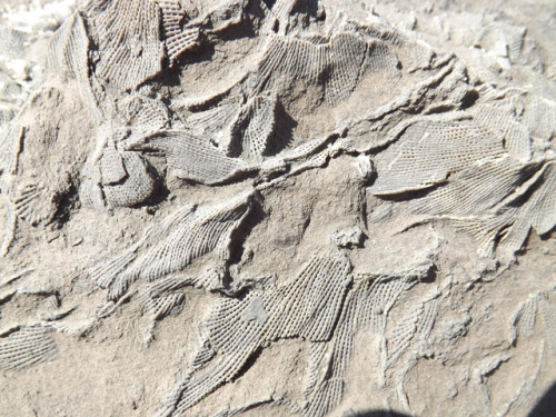 Fossil BryozoansThese flat layers with a “netting” like fabric are fossil organisms called bryozoans