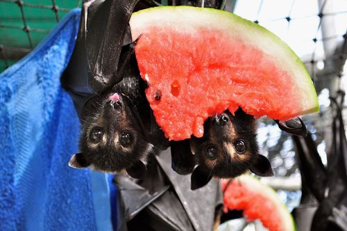 grimreaperblog: catsbeaversandducks: OM NOM NOM NOM NOM: It’s Watermelon Time! Photos by ©