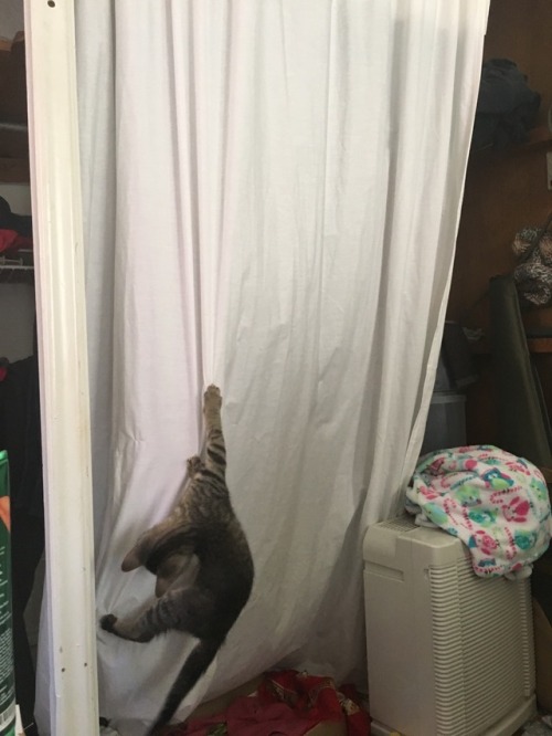 unflatteringcatselfies:  cirque du soleil staring Moriarty