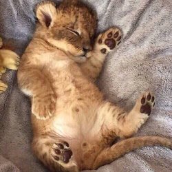 babyanimalgifs:  Lion cubs are adorable