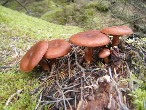 bodandrage:I found a load of mushrooms on my walk. Top and bottom were in deciduous woodland, the re