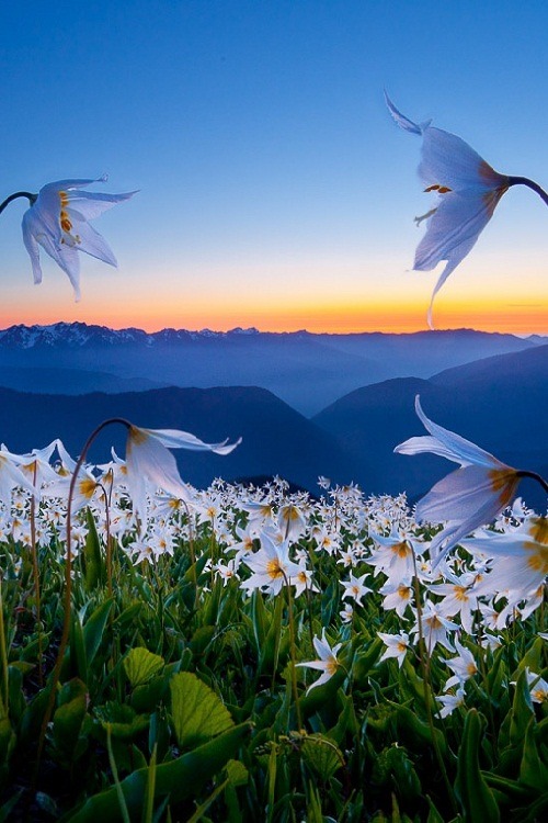 ponderation:Sweet Dreams by gluhm 