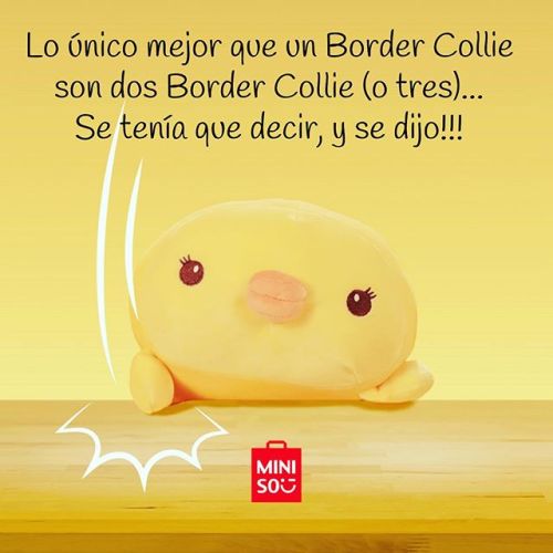 #bordercollie http - //bit.ly/2VEOYC7