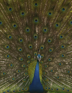 oecologia: Indian Peafowl by Milan Zygmunt.