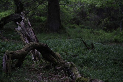naturalxcauses:visit my page for more nature